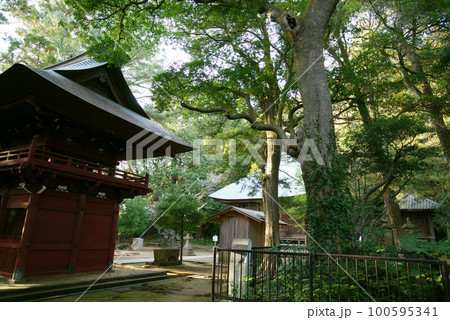 逗子市 神武寺「 なんじゃもんじゃの木」 逗子市 神武寺「 なんじゃもんじゃの木」 100595341