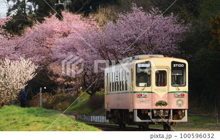 ローカル線と桜 100596032
