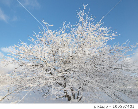 霧氷　　長野県霧ヶ峰高原 100597403