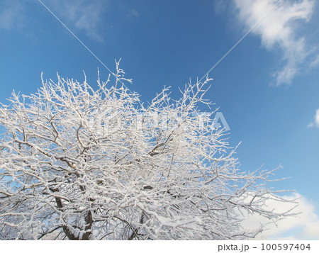 霧氷　　長野県霧ヶ峰高原 100597404