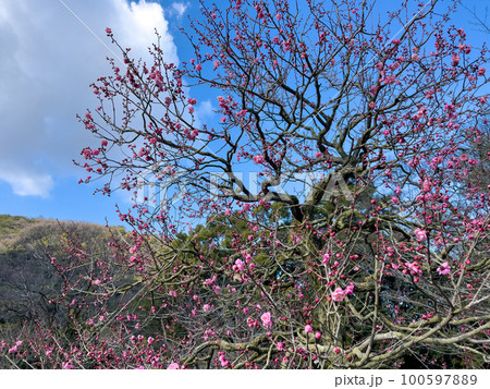 大寒の栗林公園(1月下旬・梅の花) 大寒の栗林公園(1月下旬・梅の花) 100597889