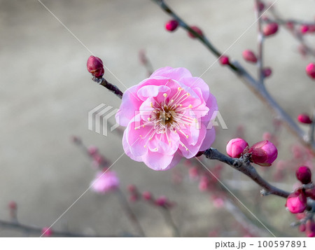 大寒の栗林公園(1月下旬・梅の花) 大寒の栗林公園(1月下旬・梅の花) 100597891
