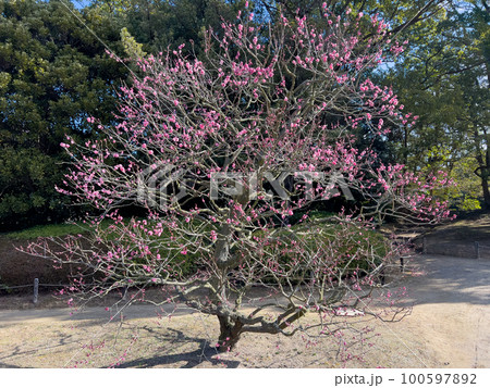 大寒の栗林公園(1月下旬・梅の花) 大寒の栗林公園(1月下旬・梅の花) 100597892