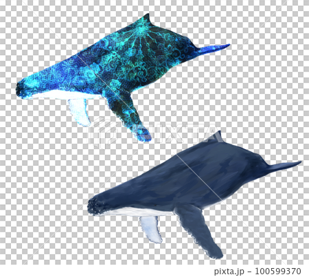 ザトウクジラ＋幻想的なザトウクジラ 100599370