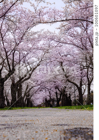 桜のトンネル 桜のトンネル 100601097