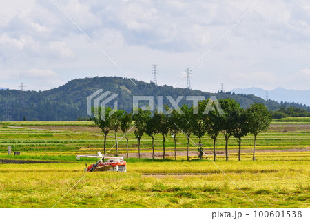 池ケ原のはさ木(新潟県) 池ケ原のはさ木(新潟県) 100601538