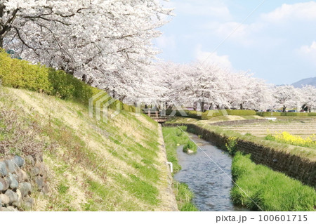 満開の桜 100601715
