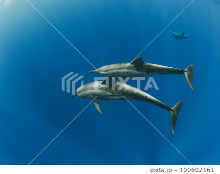 野生のイルカ 100602161