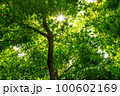 新緑のもみじと木漏れ日 100602169
