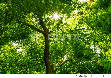 新緑のもみじと木漏れ日 新緑のもみじと木漏れ日 100602169
