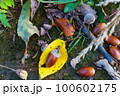 秋の森のどんぐりと紅葉 100602175