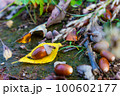 秋の森のどんぐりと紅葉 100602177