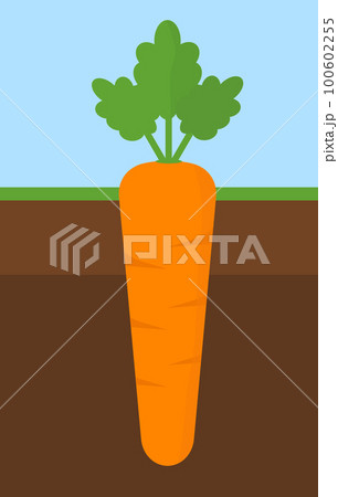 yellow ripe fresh carrot with green leaves growing in the ground on the farm 100602255