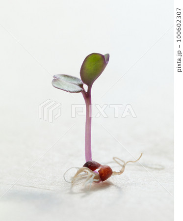Macro of sprouted red cabbage seed Macro of sprouted red cabbage seed 100602307