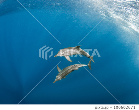 野生のイルカ 100602671