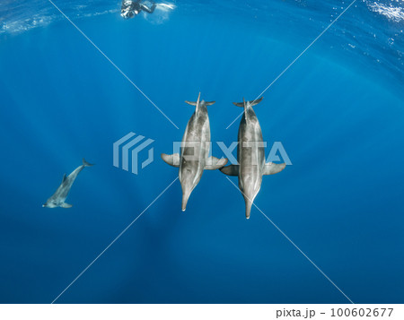 野生のイルカ 100602677