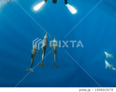 野生のイルカ 野生のイルカ 100602679