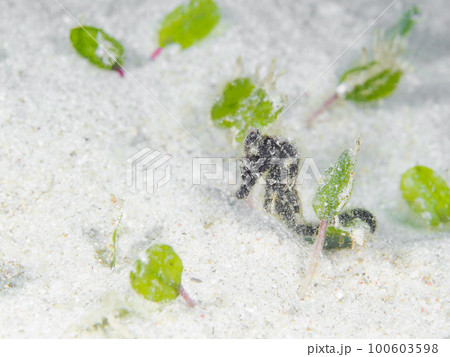 オオウミウマ 100603598