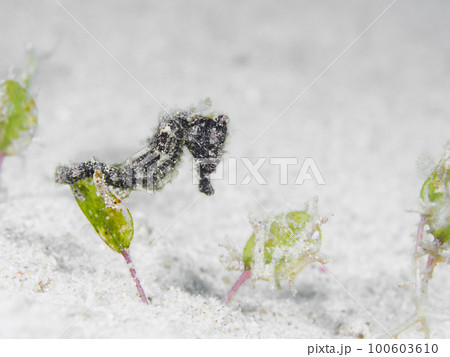 オオウミウマ オオウミウマ 100603610