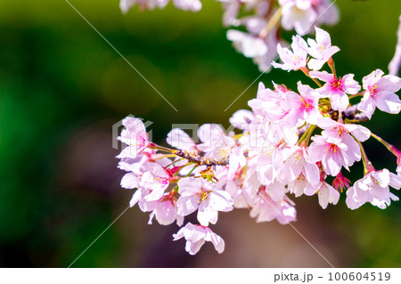 水面に映える満開の桜 水面に映える満開の桜 100604519