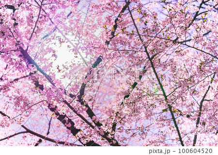 青空に映える満開の桜 青空に映える満開の桜 100604520