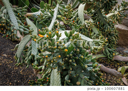 The prickly pear is a typical plant in the subtropical area of the island of Fuerteventura 100607881