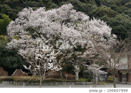 長良川河畔の岐阜護国神社の鵜飼桜 長良川河畔の岐阜護国神社の鵜飼桜 100607999