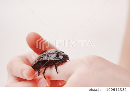 a large hissing Madagascar cockroach in children's hands a large hissing Madagascar cockroach in children's hands 100611382