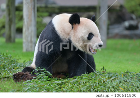 おいしい竹に満足顔の永明 100611900