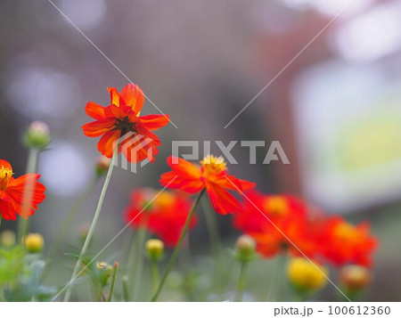 ヒャクニチソウの花とコピースペース 100612360
