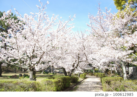 萩城 指月公園の桜 萩城 指月公園の桜 100612985