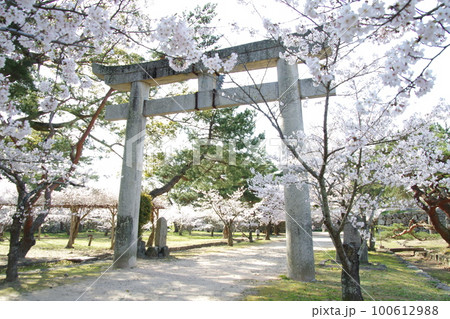 萩城 鳥居と桜 萩城 鳥居と桜 100612988