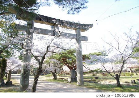 萩城 桜と鳥居 100612996