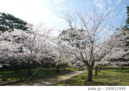 萩城 指月公園の桜 萩城 指月公園の桜 100612998