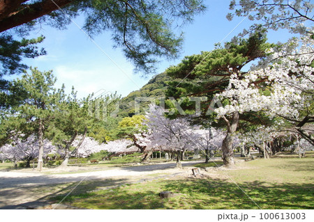 萩城 桜と指月山 萩城 桜と指月山 100613003