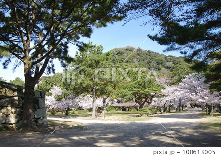 萩城 桜と指月山 萩城 桜と指月山 100613005