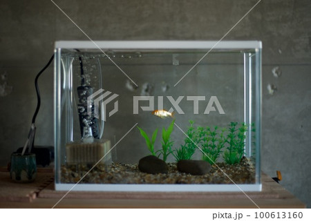 水槽で飼っている一匹の赤い金魚 100613160