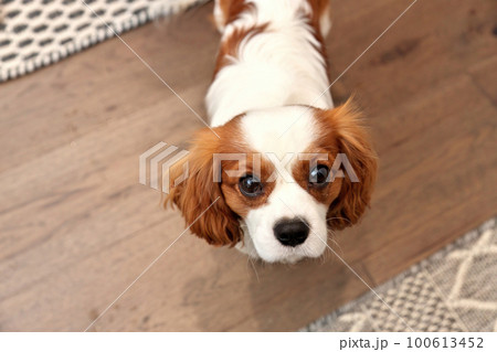 Adorable Cavalier King Charles Spaniel Looking Expectantly Up at Camera with Puppy Dog Eyes Adorable Cavalier King Charles Spaniel Looking Expectantly Up at Camera with Puppy Dog Eyes 100613452