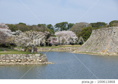 萩城 お堀と桜 萩城 お堀と桜 100613868