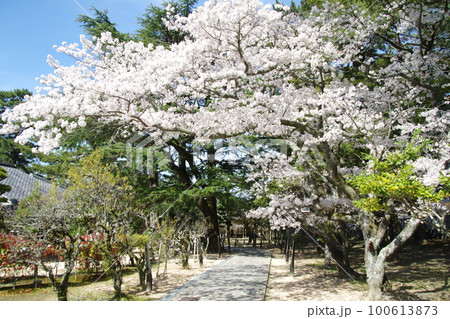 松陰神社 桜 100613873