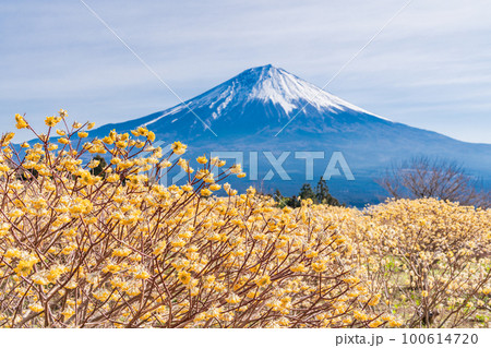(静岡県)白糸自然公園のミツマタの花と富士山 (静岡県)白糸自然公園のミツマタの花と富士山 100614720