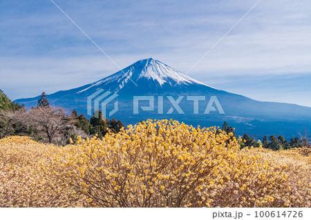 （静岡県）白糸自然公園のミツマタの花と富士山 100614726