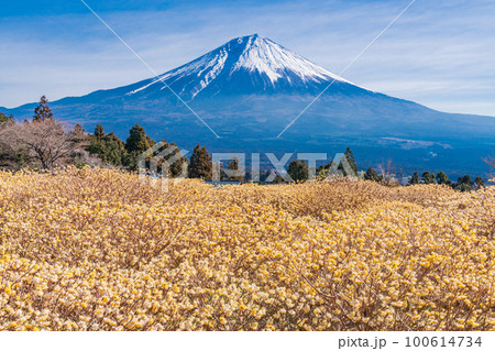 (静岡県)白糸自然公園のミツマタの花と富士山 (静岡県)白糸自然公園のミツマタの花と富士山 100614734