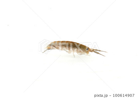ヒメハマトビムシの仲間 100614907
