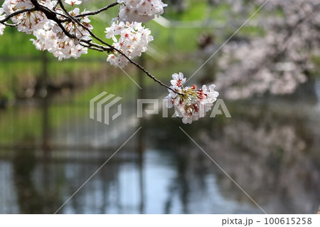 満開の桜 満開の桜 100615258