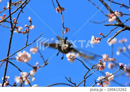 満開の桜 満開の桜 100615262