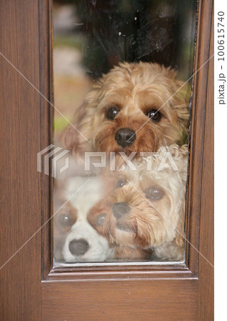 Three Adorable Dogs Eagerly Press Against a Window beside a Door Waiting for their Owner to return 100615740