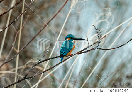 青い宝石 カワセミ科カワセミ♂ 青い宝石 カワセミ科カワセミ♂ 100616240