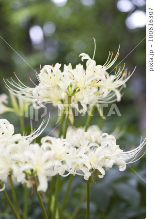 シロバナマンジュシャゲの白い花が咲いています。学名はLycoris albifloraです。 シロバナマンジュシャゲの白い花が咲いています。学名はLycoris albifloraです。 100616307