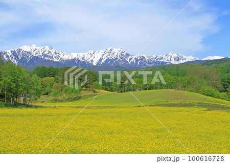 信州 中山高原　菜の花咲く5月 100616728